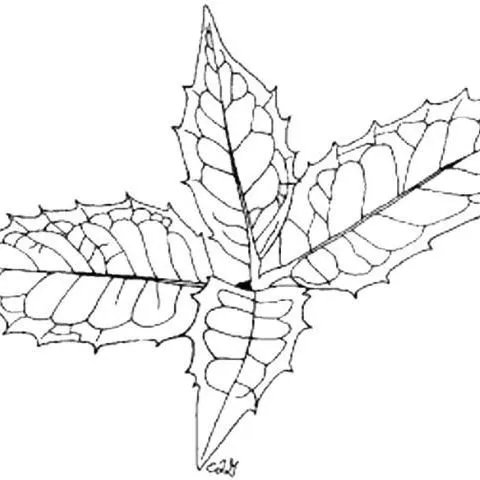 thumbnail for publication: Osmanthus heterophyllus False Holly, Holly Tea Olive, Holly Osmanthus
